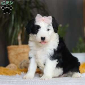 Jellybean, Mini Sheepadoodle Puppy